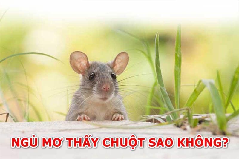 Khi ngủ mơ thấy chuột có nên lo lắng không?