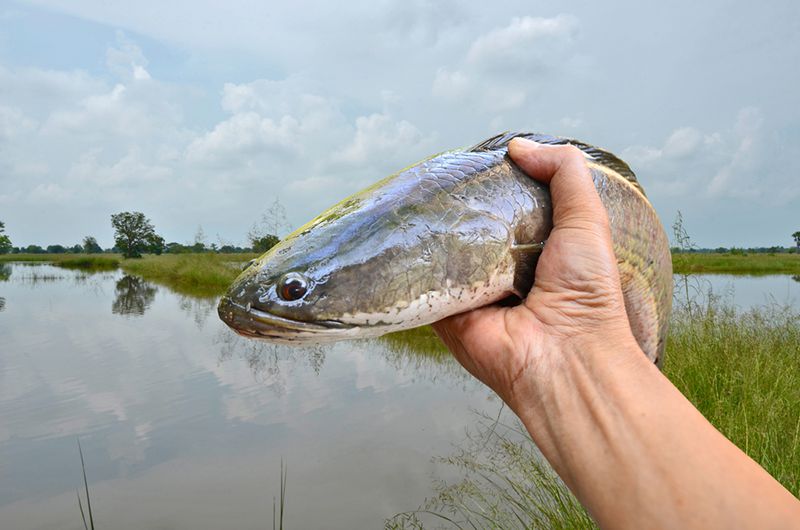 Làm gì khi ngủ mơ thấy cá lóc?