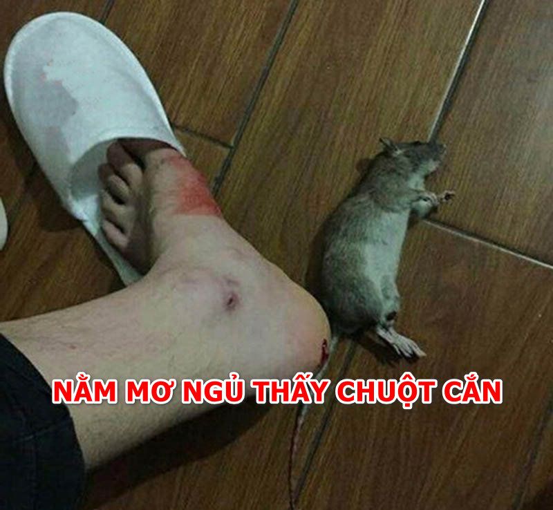 Chiêm bao thấy chuột nên đánh con gì là tốt nhất?