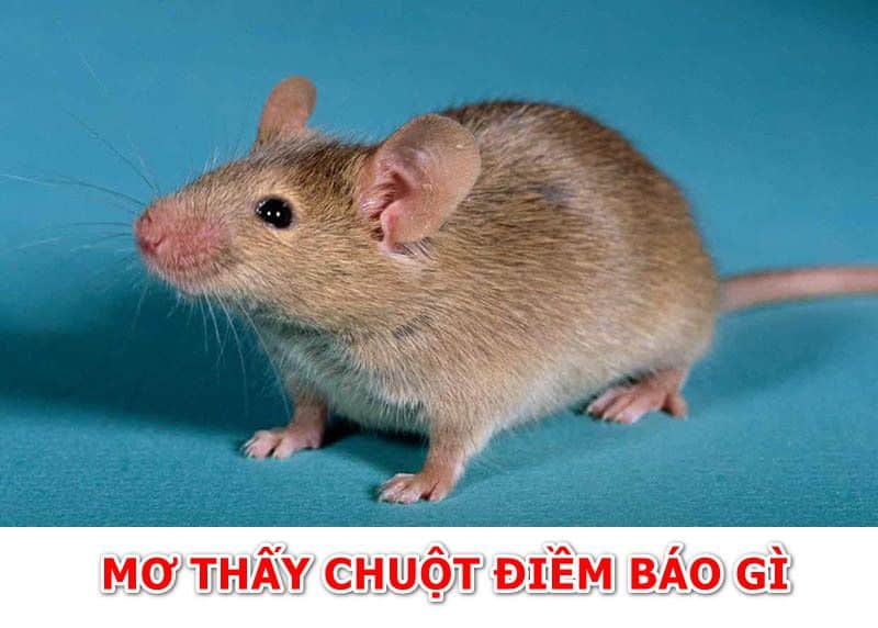 Nằm ngủ mơ thấy chuột nên làm gì?