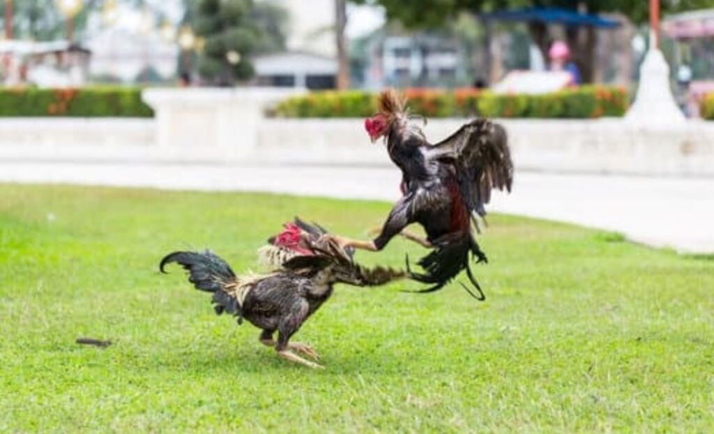 Cách Băng Cựa Gà Đá: Ba Lý Do Không Thể Bỏ Qua