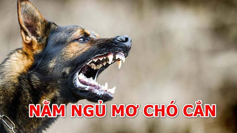 XUi xẻo hay may mắn khi bị chó cắn trong mơ?