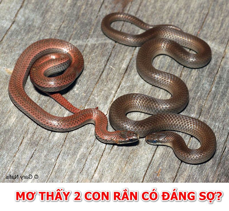 Mơ thấy 2 con rắn hổ mang