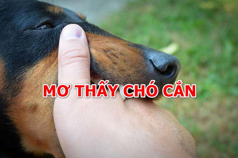 Vì sao lại mơ thấy chó cắn?