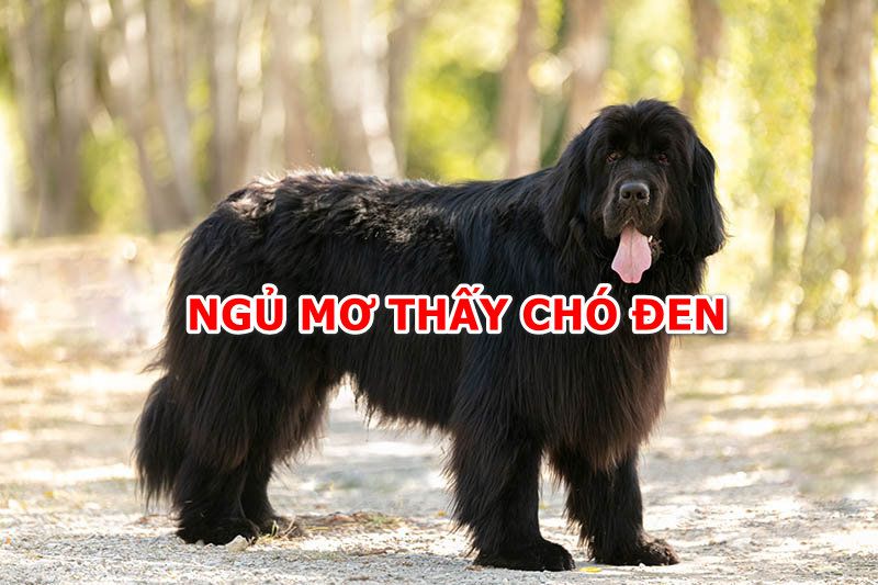 Giấc mơ thấy chó đen có nên lo lắng?